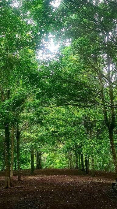 Hospedaje Finca Agroturistica Dona Rufa Rio Sereno Kültér fotó