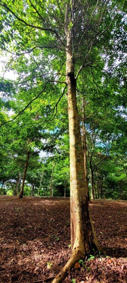 Hospedaje Finca Agroturistica Dona Rufa Rio Sereno Kültér fotó